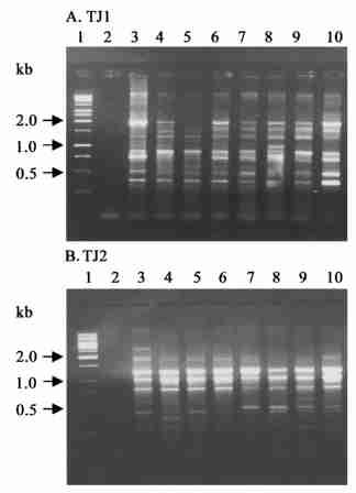 708 23 9512 %,8912 % 2618 % ; M4 TJ2 COD Cr, M7, M8 COD Cr 19178 %( 3). 2 TJ1 TJ2 COD Cr Fig.