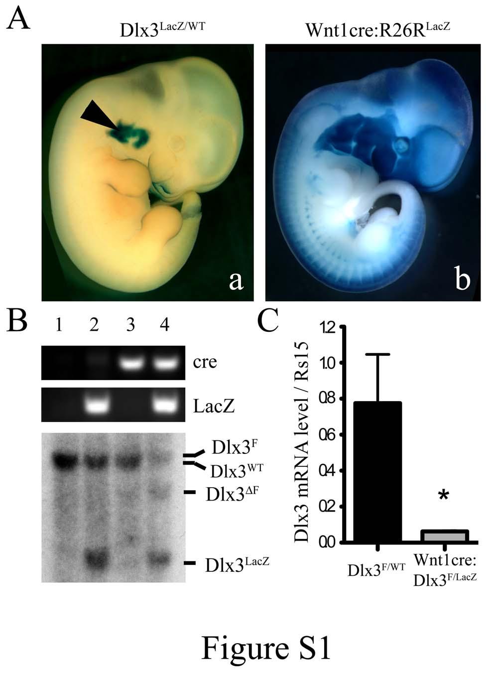 Figure S1: Deletion of Dlx3 in the NC A) LacZ staining of Dlx3 LacZ/WT mice (a) and Wnt1- cre:r26r LacZ mice (b) at E11.5. The arrowhead points at Dlx3 expression in the branchial arches.