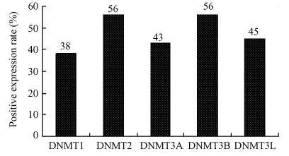 1034 27 4 h 150 μl / 2 3 DNMT 490 nm A DNMT = chi-square test A - A / A - A 5 1 7 SPSS17 0 5 DNMT DNMT3B P < 0 05 DNMT DNMT Fisher 5- -2'- GES-1 t P < 0 05 2 2 1 DNMT DNMT 5 DNMT DNMT2 1035 Fig 1A