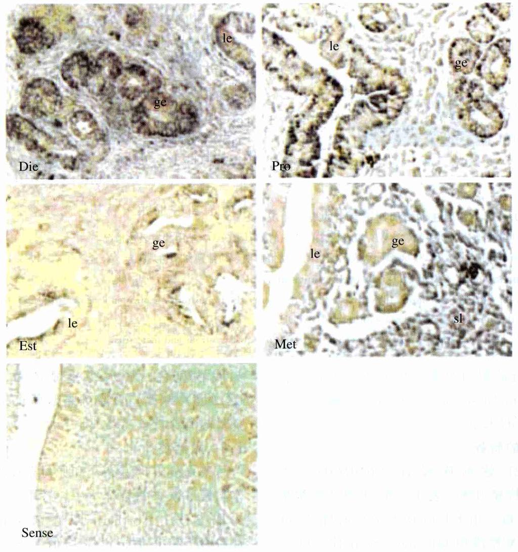 98 3 50 2 G0101C0323 DiePro Est Met Sense Fig12 Localization of G0101C0323 in cycling mice uteri Die, Pro, Est and Met mean the stage of diestrous, proestrus, estrous and metestrus.