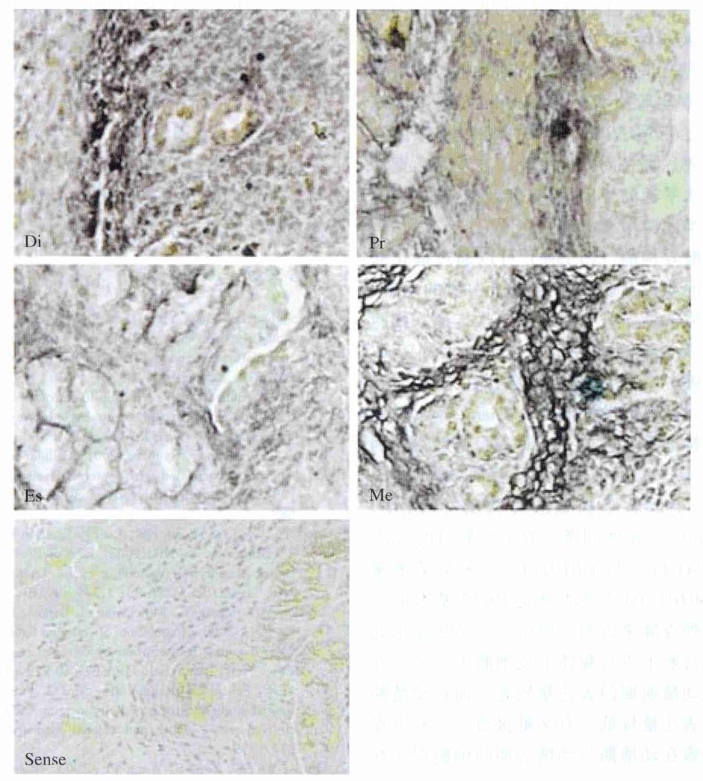 3 : G0101 C0323 L 0254 H1023 399 4 L 0254 H1023 DiePro Est Met Sense Fig14 The localization of L 0254 H1023 in cycling mice uteri Die, Pro, Est and Met mean the stage of diestrous, proestrus, estrous