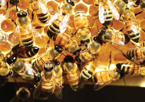 PRO FAMILIA PRÍRODNÝ LIEK MED Plást medom pretekajúci sú slová láskavé, sladkosť (z nich prúdi do) duše a osvieženie (do) kostí. (Prísl 16, 24) Med je výsledkom práce tisícok včiel.