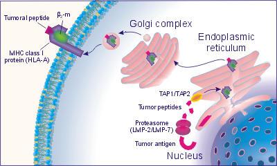 The presentation of the peptide fragments of the