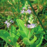 (skorocel kopijovitý), Plantaginaceae iridoidy antitusikum Primulae radix seu flos,