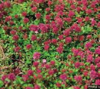 elatior (prvosienka vyššia), Primulaceae saponíny, slizy expektorans Sambuci flos,
