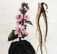 Cetraria islandica (pľuzgierka islandská), Parmeliaceae slizy antitusikum Liquiritiae