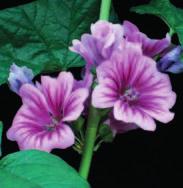 mauritiana (slez lesný maurský), Malvaceae slizy, antokyány antitusikum, korigens