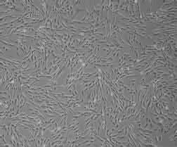 . BALB/c A B C (%) (%) (%) Figure The homing of mesenchymal stem cells in mice A h B h C 8 h BALB/c BALB/c 8 h Tris-NH Cl BALB/c ( ) C7BL/ C7BL// BALB/c BALB/c RPM- L BALB/c 7 BALB/c BALB/c 7