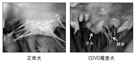 CDVD Systolic anterior motion, SAM MR Endocardial cushion defect, ECD MR ECD cleft MR MR RR CDVD CDVD MR Left-sided congestive