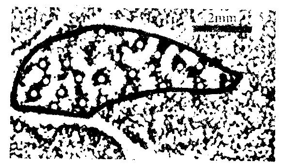 by two respectively local grating stim uli on the upper (A ) low er (B) visual fields and the two visual fields (C).