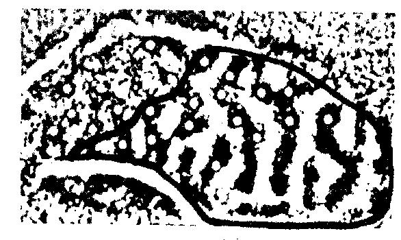 different spatial frequencies ( SF ).