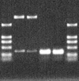 RT-PCR RNase A 260 RT-PCR OPTICON 2 PCR cdna µl Opticon analysis software(version 2.01) Opticon analysis software(version 2.01) PrP mrna SPSS10.0 T- P0.