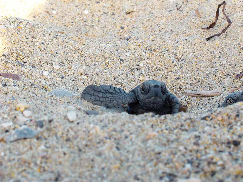 Limit all activity to a narrow strip of beach near the water (approximately 5 metres from the sea). Higher up the beach nests are likely to be present. 4.