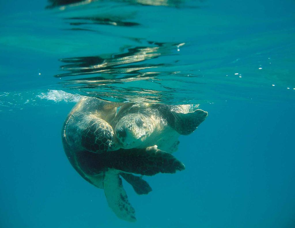 The loggerhead sea turtles are reptiles that grow to almost one metre in length.