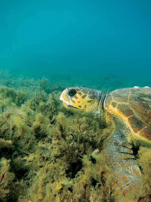 Mediterranean foraging areas to Laganas Bay to mate, and nest on the beaches from mid-may to late-august.