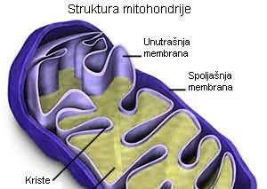 - Spoljašnja mitohondrijska membrana - porini - Unutrašnja mitohondrjska membrana -