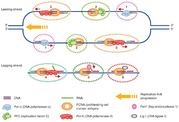 subjedinica, primaza, polimeraza; sinteza lanca u 5-3 smeru; nema egzonukleaznu aktivnost; + PCNA (proliferating cell nuclear