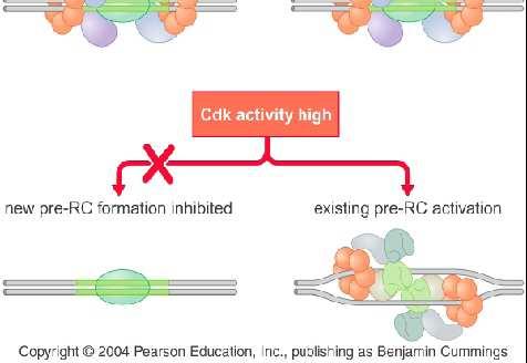 Visoka Cdk aktivnost je potrebna za postojanje prerc kompleksa za otpočinjanje replikacije, ali ne dozvoljava formiranje prerc.