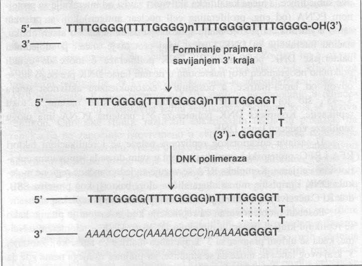Replikacija DNK u telomerama Uklanjanje prajmera sa 3 kraja matrice za lanac koji zaostaje ne može da se sintetiše 5 kraj 3 krajevi linearnih molekula DNK su jednolančani (12-16 bp) i oko 1000