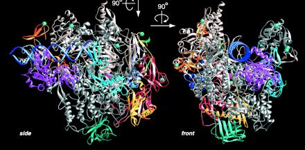 8S) RNK pol III transkribuje trnk, malu rrnk (5S) i snrnk Različiti promotori za RNK pol Transkripcioni faktori specifično prepoznaju nizove nukleotida