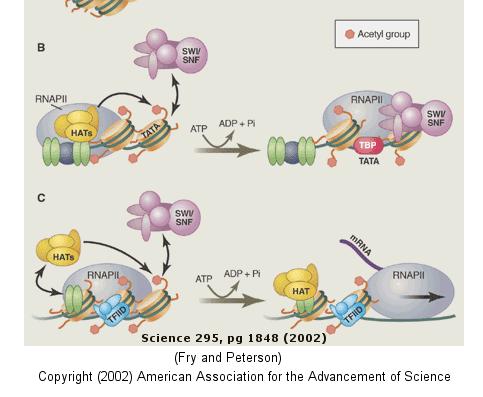 pristup RNK pol Destabilizacija nukleozoma