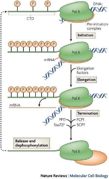 II. hspt5 regrutuje enzime za dodavnje 5 kape TAT-SF1 protein regrutuje komponente splajsozoma.