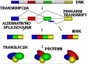 Introni genetiča fleksibilnost ćelije Alternativna obrada transkripata Intra- i intermolekulske obrade transkripata Zrela irnk može sadržati sve egzone ili može biti alterantivno obrađena