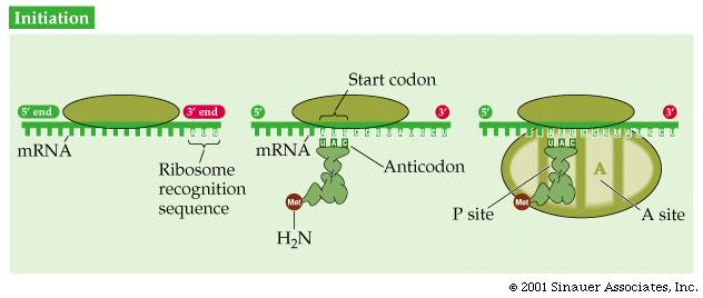 INICIJACIJA TRANSLACIJE KOD EUKARIOTA Start signal je AUG Metionin u inicijatorskoj trnk (Met-tRNK i Met ) nije formilovan Inicijacioni kompleks