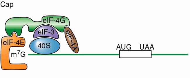 Mala (40S) subjedinica se vezuje pomoću eif-4 za irnk (za 5 kapu) pomera se duž čeonog niza do prvog start kodona Prepoznavanje AUG kodona omogućeno je sparivanjem sa antikodonom inicijatorske trnk