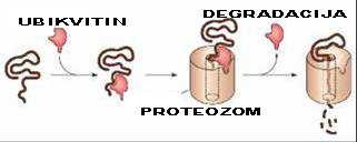 ili lizozomi razgradnja nepravilno