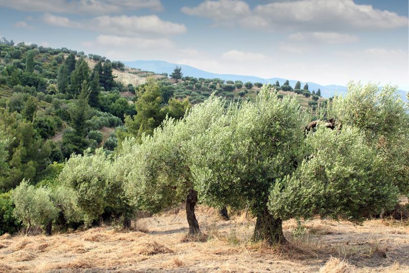 Παράλληλα, η καλλιέργεια της ελιάς, λόγω της δυνατότητας του ελαιόδεντρου να προσαρμόζεται σε πληθώρα εδαφικών τύπων, κλιματικών συνθηκών γεωμορφίας και υψομέτρων, αξιοποιεί εκτάσεις οι οποίες είναι