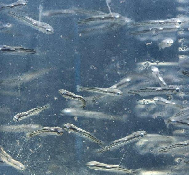Τα προγράμματα γενετικής επιλογής της Εταιρείας έχουν ως στόχο τη σταδιακή επιλογή προς εκτροφή των ψαριών που αναπτύσσονται τα- Γεννήτορες φαγκριού 7 ετών Λάρβες λαβρακιού Αυγά λαβρακιού 3 ημερών