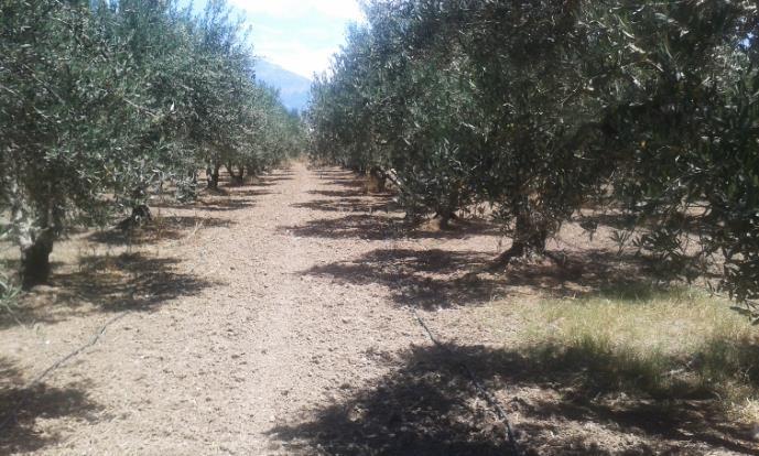 Λειτουργική αγροβιοποικιλότητα Έρευνα στην αγροβιοποικιλότητα ειδών Ελαιοκαλλιέργεια: