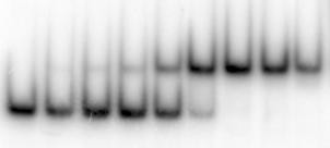 Regulation by the control protein The control protein exhibits very large cooperativity: Only dimmer can bind to DNA Only tetramer is bound to DNA in the