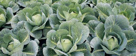 Unicum Pro sa používa na aplikáciu postrekom na listy počas vegetácie v nižšie uvedených dávkach a termínoch podľa jednotlivých plodín.