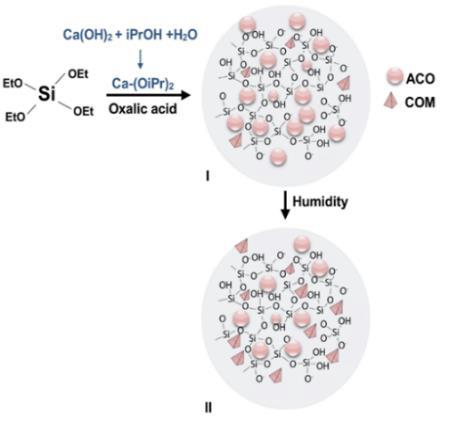 ACO : Amorphous Calcium Oxalate COM : Calcium Oxalate Monohydrate Εικόνα 23: Σχηματική απεικόνιση της σύνθεσης του υλικού [16] Σύμφωνα με τις παραπάνω αντιδράσεις του τετρα-αιθοξυ-σιλανίου (ΤΕΟS 2 -