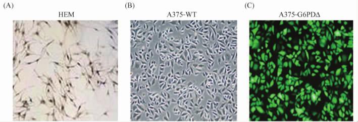 1124 26 Fig 1 Identifications of HEM cells and A375-G6PDΔ cells A HEM cells were obtained by primary culture from children prepuce and fixed with 4% formaldehyde solution then were stained 3 hours