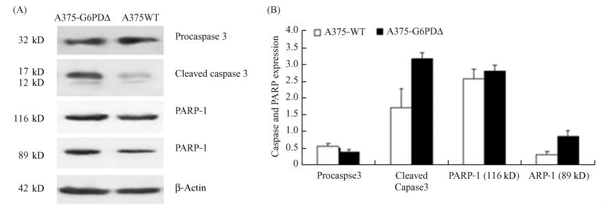 12 G6PD Caspase-3 PARP-1 1125 caspase-3 3 17 ± 0 19 A375-WT 0 86 ± 0 15 A375-WT 1 72 ± 0 53 P < 0 01 1 84 0 30 ± 0 09 P < 0 01 2 87 A375-G6PDΔ cleaved G6PD caspase-3 caspase-3 116 kd PARP-1 89 kd