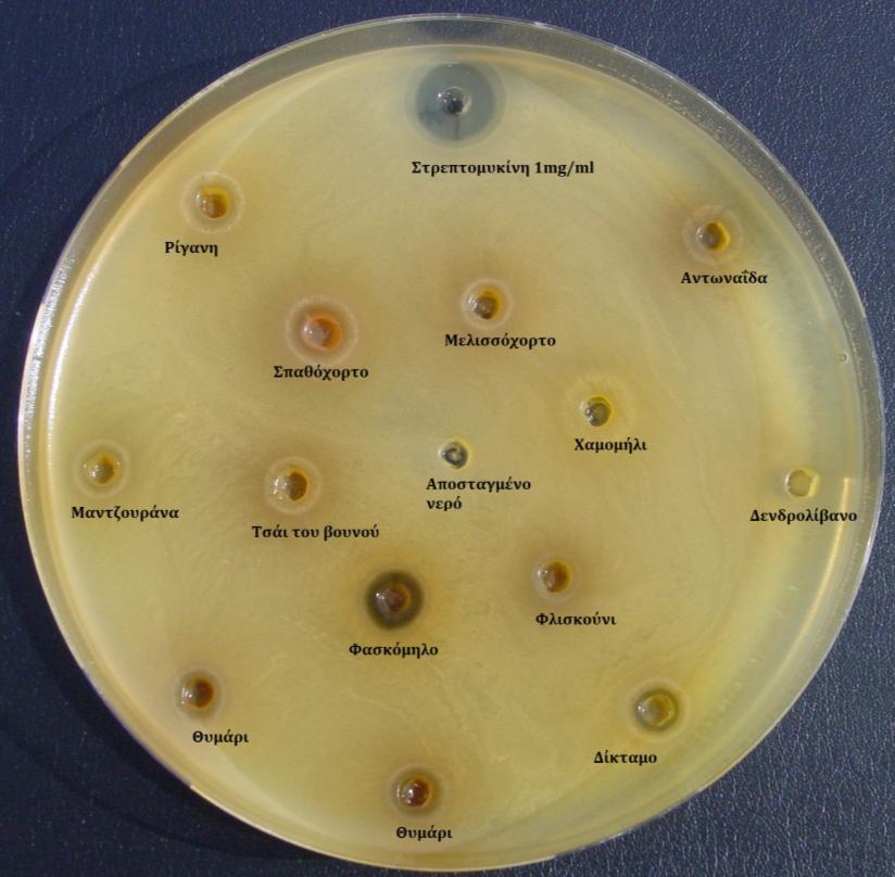 Gram (+) Listeria monocytogenes 3: Η μέθοδος