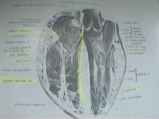 ΚΥΚΛΟΦΟΡΙΚΟ ΣΥΣΤΗΜΑ Εσωτερικό της καρδιάς. Κόλπος -> κοιλιά : βαλβίδα μονόπλευρης ροής.