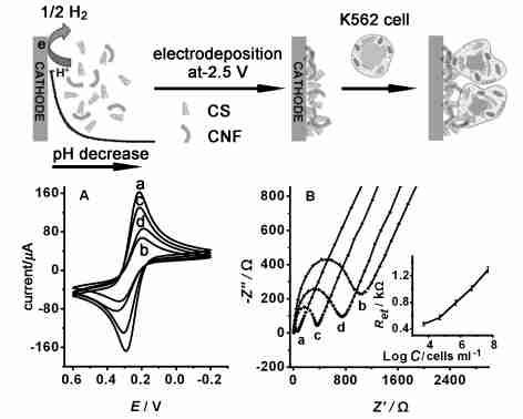 AFM image of K562ΠADM2Au2chitosan, and effect of concentration of AP conjugated antibody in incubation solution on DPV peak currents of K562ΠADM2 and K5622Au2chitosanΠGCE [41 ] MTT(32(4,52 )22,52 )