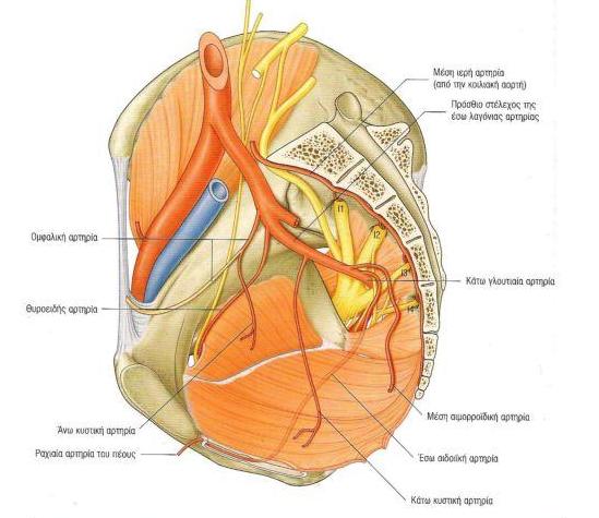 Ο προστάτης δέχεται αιμάτωση από την κάτω κυστική αρτηρία (κλάδου της έσω λαγονίου αρτηρίας) που διακλαδώνεται στις ουρηθραίες