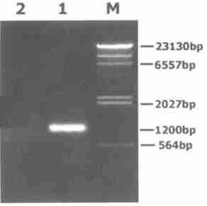 16 4 49 DNA PCR, TREECON, (Van de Peer et al.