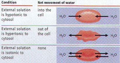 ΕΡΓΑΣΤΗΡΙΟ 3 ο ΠΛΑΣΜΟΛΥΣΗ-ΑΙΜΟΛΥΣΗ ΕΥΚΑΡΥΩΤΙΚΩΝ ΚΥΤΤΑΡΩΝ Α. ΠΛΑΣΜΟΛΥΣΗ Κάθε κύτταρο περιβάλλεται από την κυτταρική μεμβράνη που το χωρίζει από το εξωκυττάριο περιβάλλον.