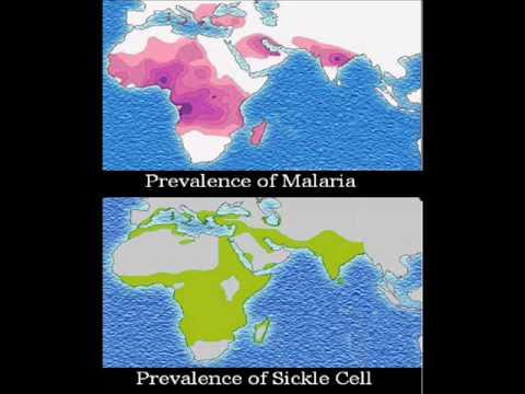 Prednost heterozigota nosilca mutiranega