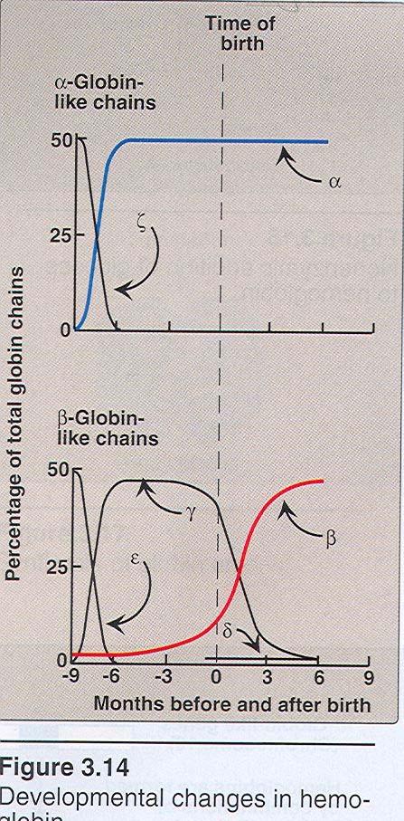 Hemoglobin