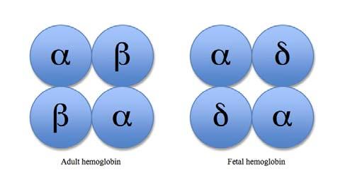 fetalni