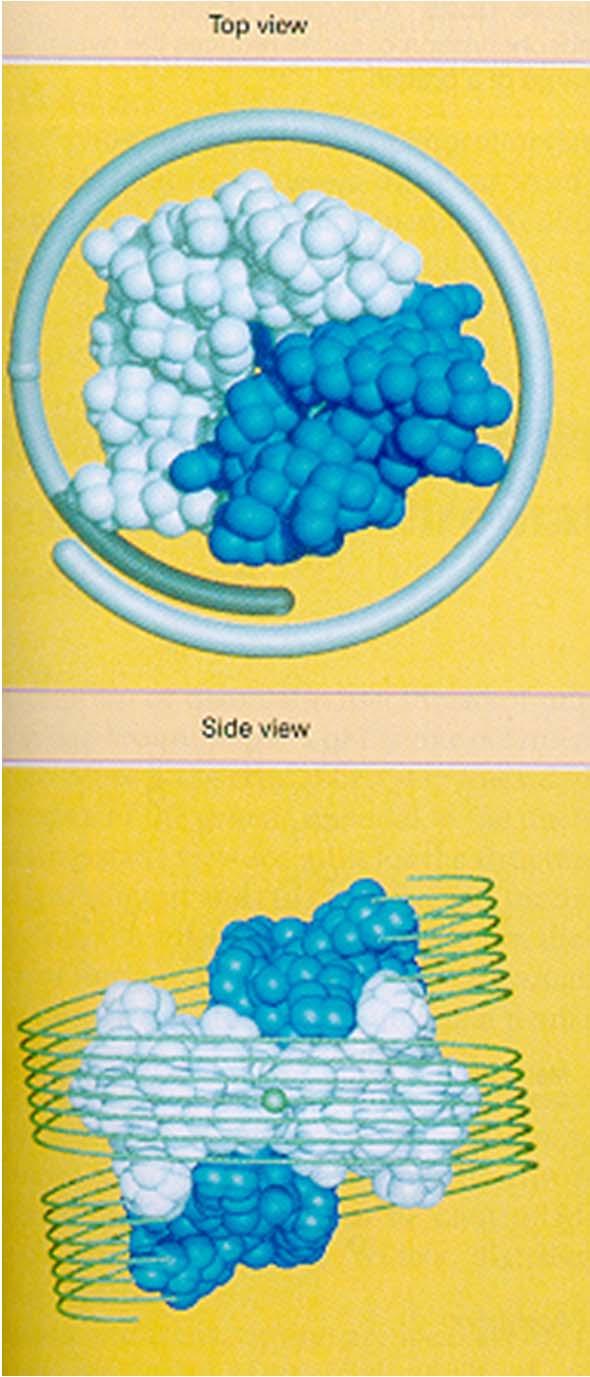 kromatina Dimer H3-H4