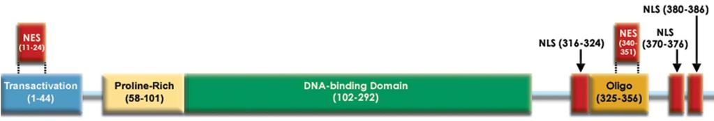 Domena proteina - aminokislinsko zaporedje z neodvisnim vzorcem zvijanja, ki se pojavi v razičnih proteinih Najpogostejše DNA vezavne domene transkripcijskih faktorjev: -Cinkov prst, -Homeodomena