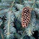 Picea abies